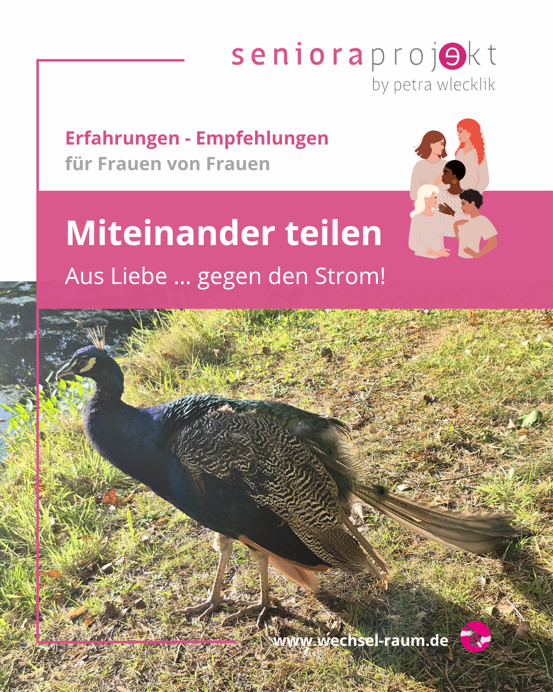 Bild zum Beitrag Ein Pfau, begleitete mich jeden Morgen während meiner Meditationszeit in Oberlethe. 🩷